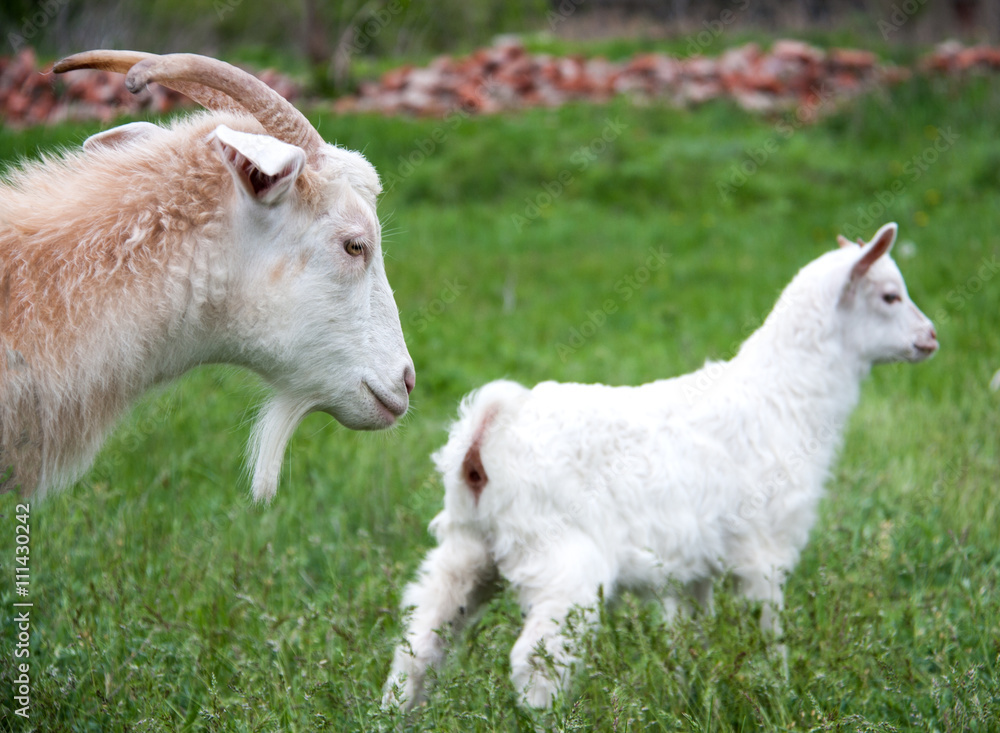 goatlings with goat are grazing on grass in the village goatlings with goat are grazing on grass in the village