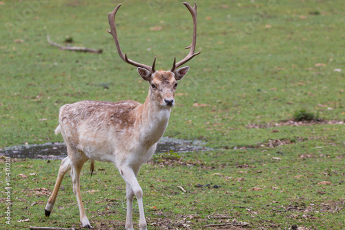 Fototapeta Naklejka Na Ścianę i Meble -  Damhirsch 