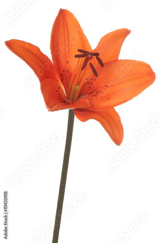 Fototapeta Naklejka Na Ścianę i Meble -  lily