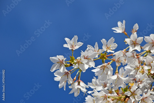 White cherry blossom over clear blue sky close up