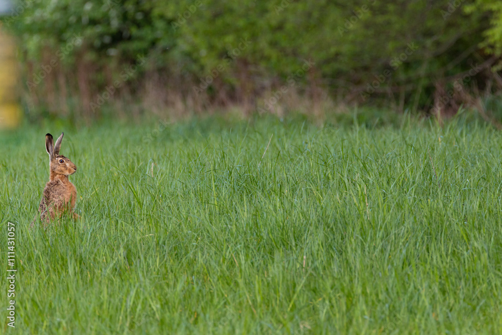 Fototapeta premium Feldhase