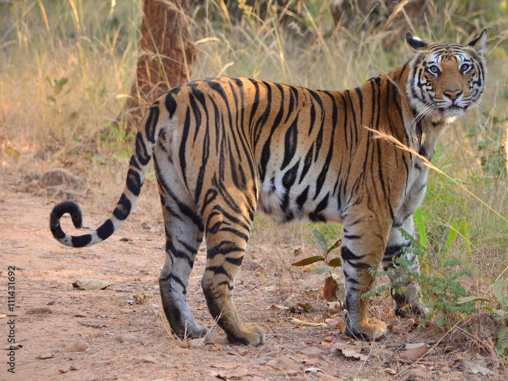 Naklejka premium Kobieta Bengal Tiger.Image zrobiona podczas safari tygrysiego w Parku Narodowym Bandhavgarh w stanie Madhya Pradesh w Indiach. Nazwa naukowa - Panthera Tigris