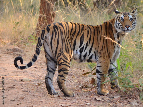 A Female Bengal Tiger.Image taken during a tiger safari at Bandhavgarh national park in the state of Madhya Pradesh in India.Scientific name- Panthera Tigris  © yvdalmia