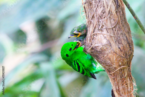 Green Broadbill photo