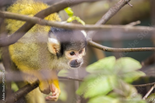 Bolivian Squirrel Monkey (Saimiri boliviensis boliviensis) © fluffandshutter