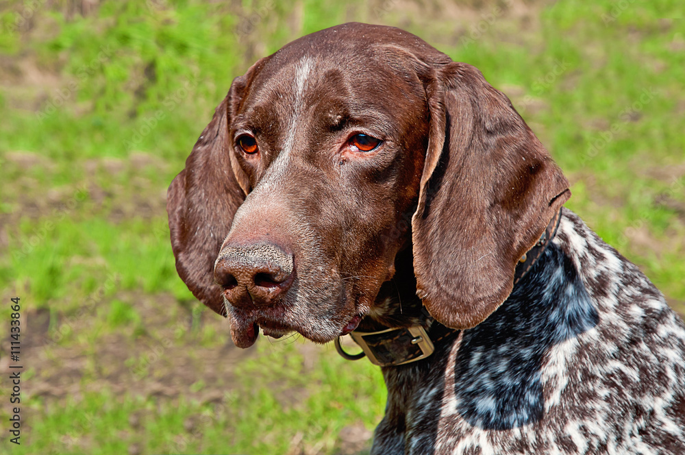 Melancholy German Shorthaired Pointer standing on the lawn of green grass