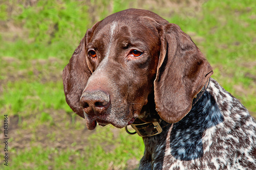 Melancholy German Shorthaired Pointer standing on the lawn of green grass