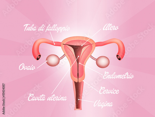 illustration of vagina photo