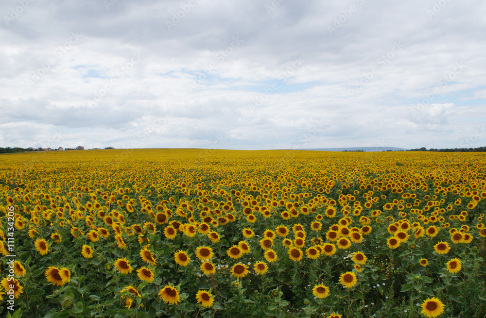Obraz premium Sonnenblumen