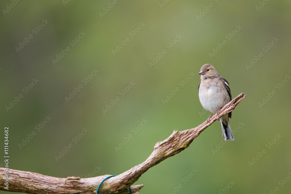 Fototapeta premium Buchfink Weibchen