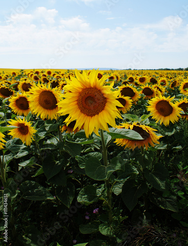 Sonnenblumen