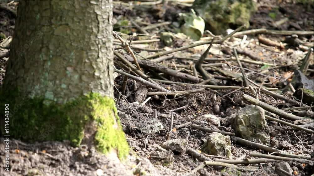 Wildschwein - Ferkel - wenn Mama ruft Hd Wildschwein - Ferkel - wenn Mama ruft Hd
