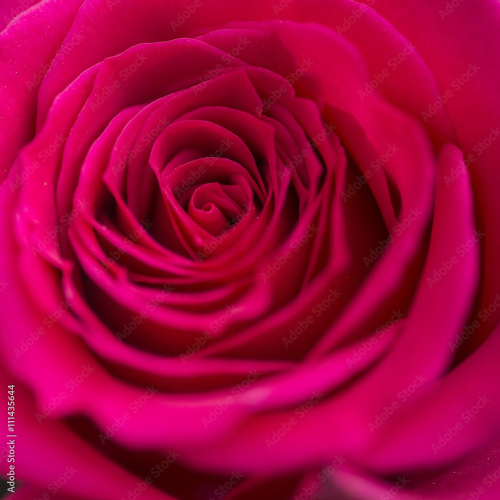Close up macro of beautiful vibrant red rose Close up macro of beautiful vibrant red rose