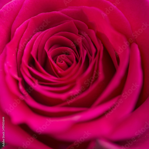 Close up macro of beautiful vibrant red rose