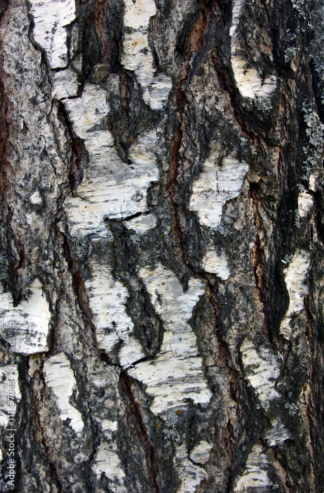 rough bumpy black and white birch bark of birch tree foreground rough bumpy black and white birch bark of birch tree foreground
