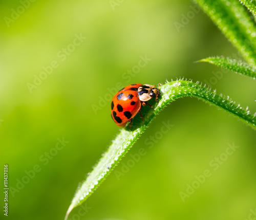 ladybug beetle on a blade of grass on a green background