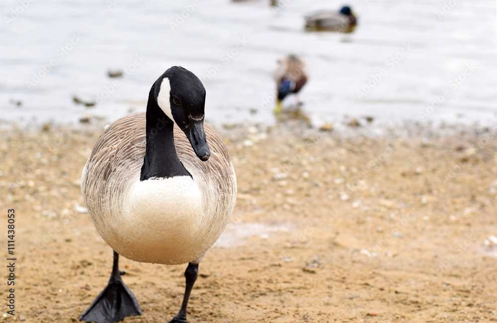Canada Goose at Hollingworth Lake Waterfront 4 Canada Goose at Hollingworth Lake Waterfront 4