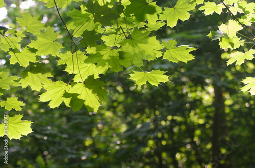 spring maple leaves