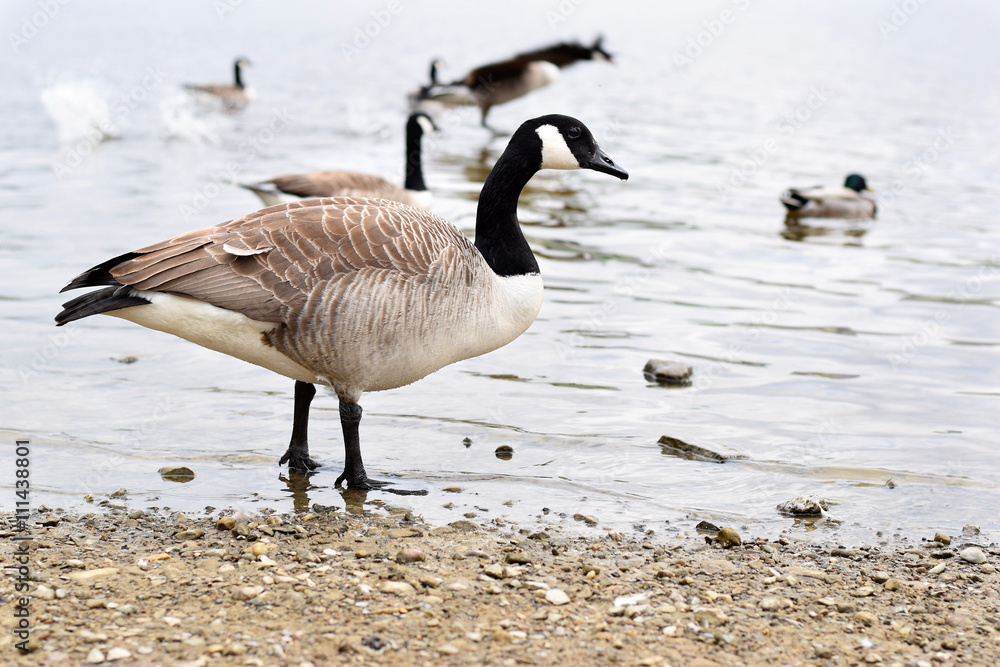 Canada Goose at Hollingworth Lake Waterfront 1 Canada Goose at Hollingworth Lake Waterfront 1