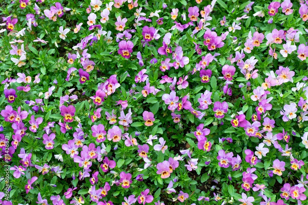 Pansy plants cultivated as garden flowers. Viola pansies in garden. Beauty nature.