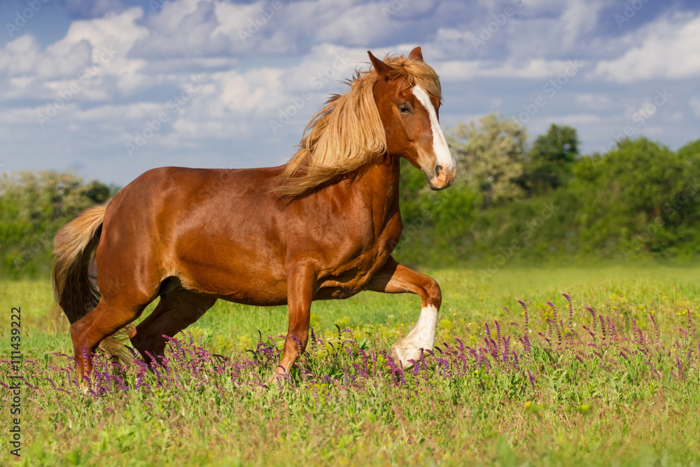 Beautiful red horse with long blond mane run in spring field with violet flowers Beautiful red horse with long blond mane run in spring field with violet flowers