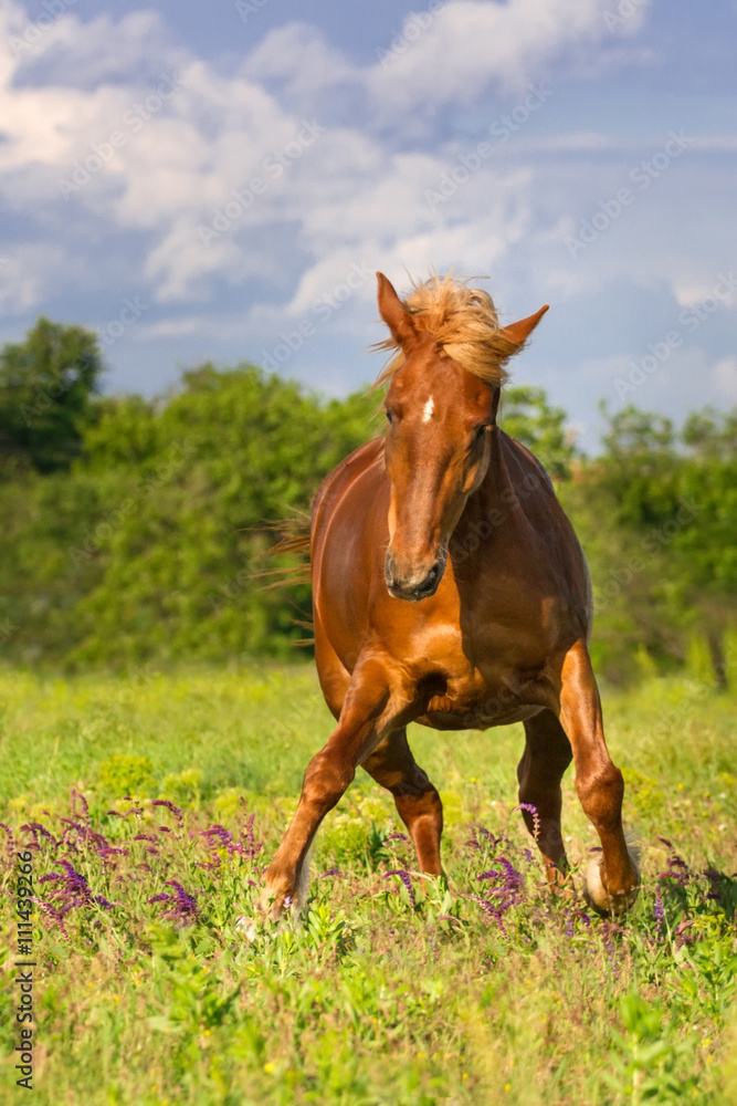 Fototapeta premium Red horse run in spring meadow