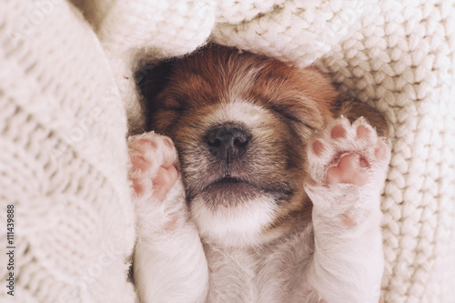 Cute puppy sleeping with his paws up on a knitted sweater. Cozy winter at home. Instagram filter
