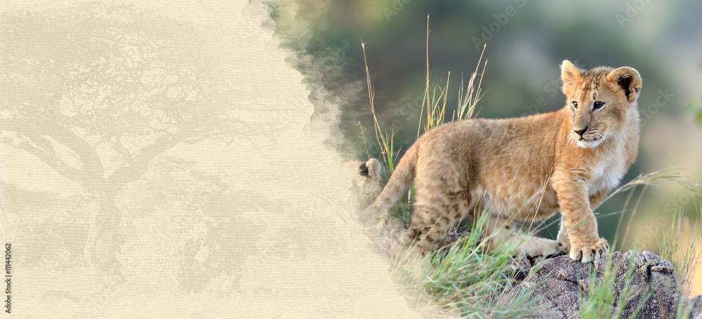 Fototapeta premium Lion cub on textured paper