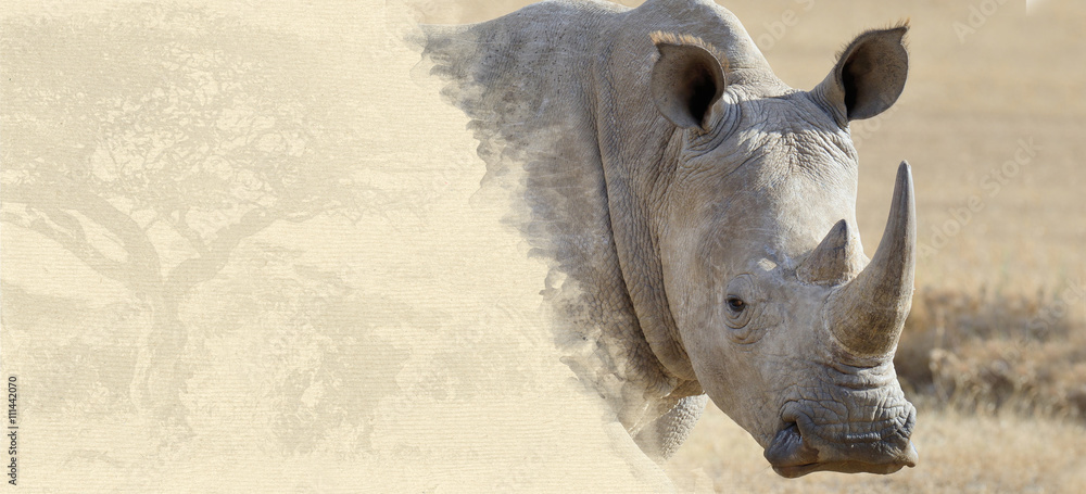 Fototapeta premium Rhino on textured paper
