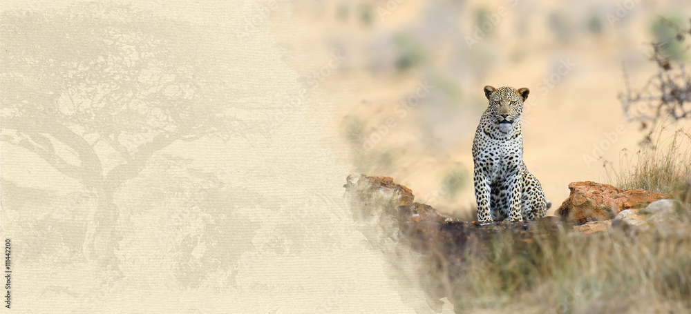 Fototapeta premium Leopard on textured paper