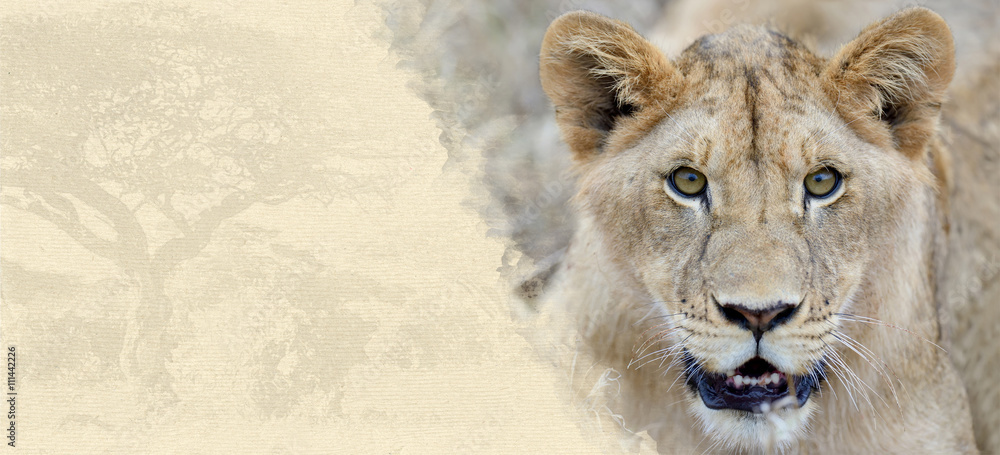 Fototapeta premium Lion on textured paper