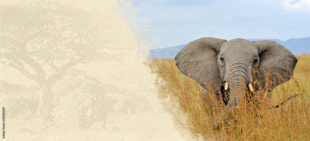 Obraz premium Elephant on textured paper