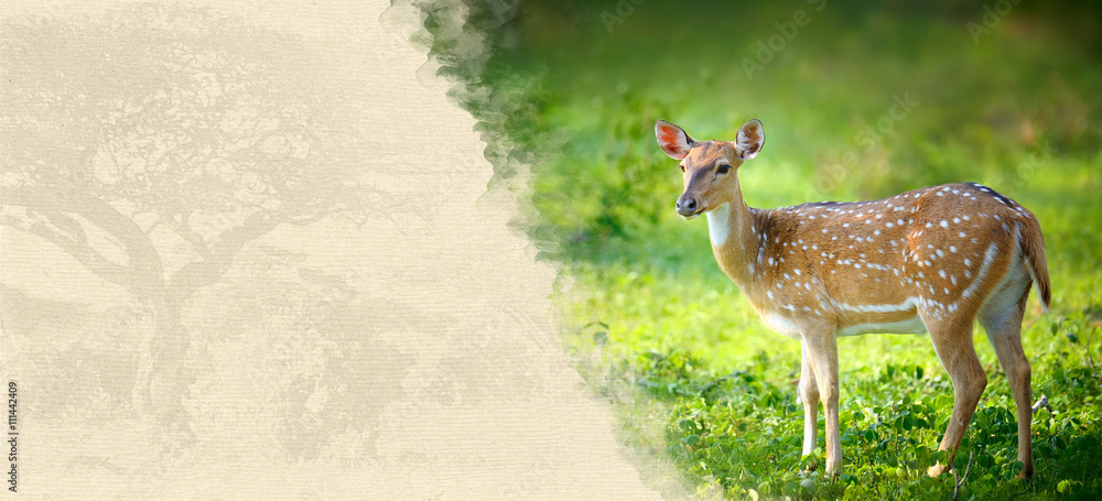 Obraz premium Deer on textured paper
