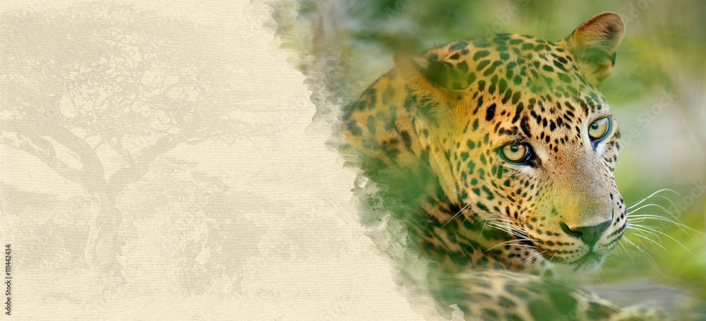 Obraz premium Leopard on textured paper