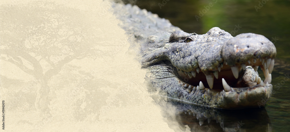 Obraz premium Crocodile on textured paper