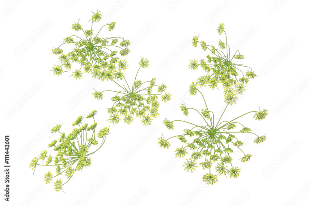 イタリアンパセリの花 イタリアンパセリの花
