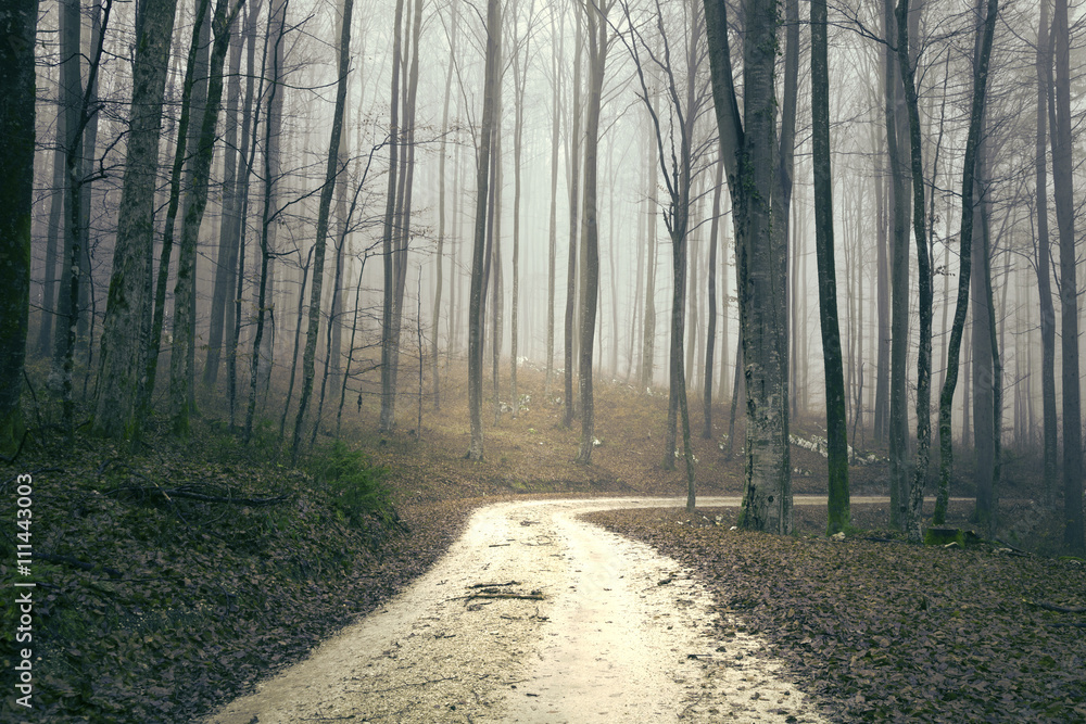 Obraz premium Mystical brown colored foggy forest with forest road. 