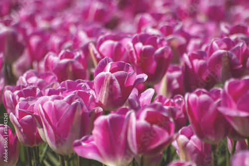 pink tulips © Azahara MarcosDeLeon