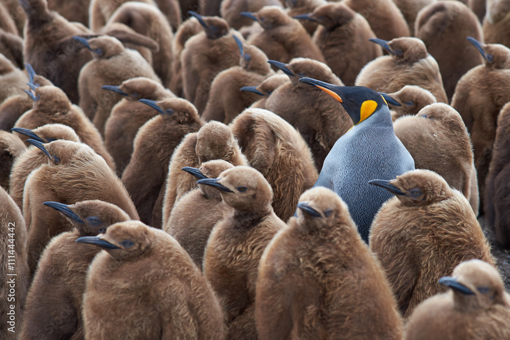 Naklejka premium Dorosły pingwin królewski (Aptenodytes patagonicus) stojący wśród dużej grupy prawie w pełni wyhodowanych piskląt w punkcie wolontariatu na Wyspach Falklandzkich.