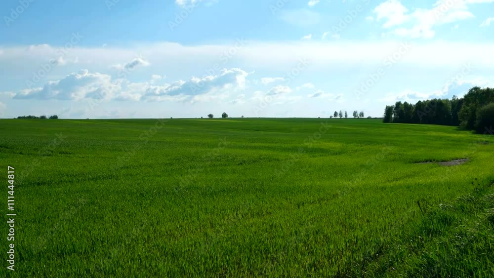 Countryside natural background. Field with wheat germ. Cloudscape in spring sunny day. Russia. Countryside natural background. Field with wheat germ. Cloudscape in spring sunny day. Russia.