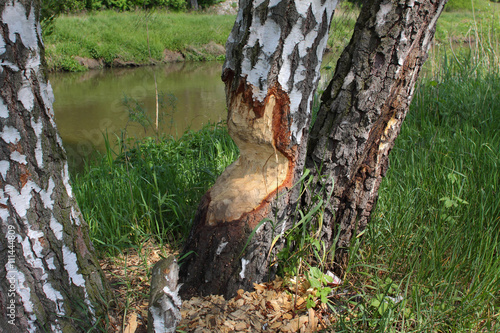 Fototapeta Naklejka Na Ścianę i Meble -  drzewo zniszczone przez bobra