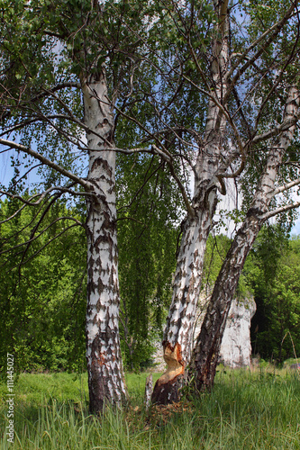 Fototapeta Naklejka Na Ścianę i Meble -  brzozy