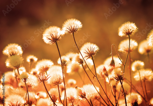 Autumn meadow plants during sunset. Shallow depth of field. 