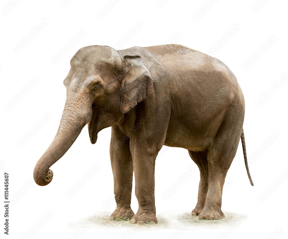 Elephant / Elephant on white background. Focus on eye.