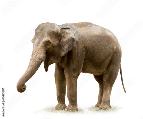 Elephant   Elephant on white background. Focus on eye.