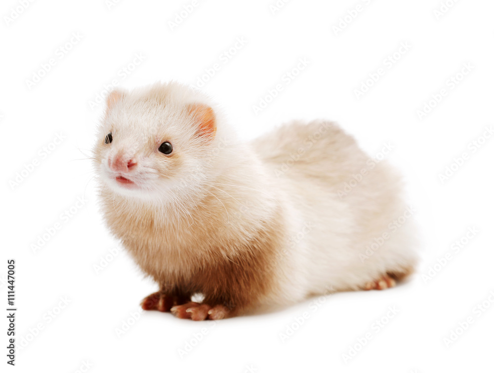 Cute red ferret