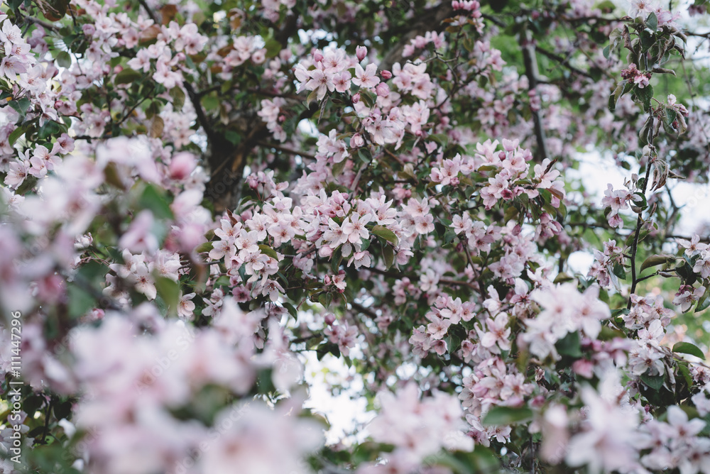 Cherry blossoms. Apple blossom in spring in Russia. Selective focus