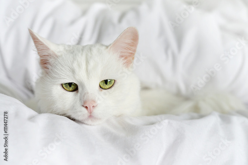 Fototapeta Naklejka Na Ścianę i Meble -  Pure white cat laying