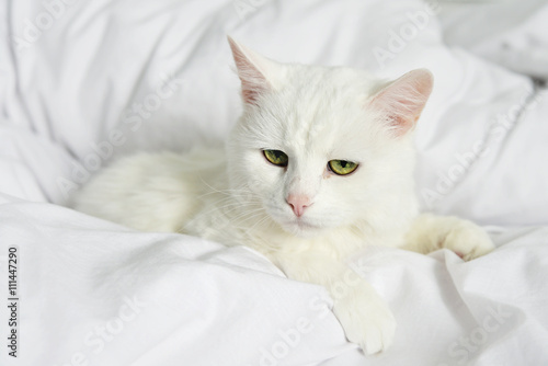 Pure white cat laying