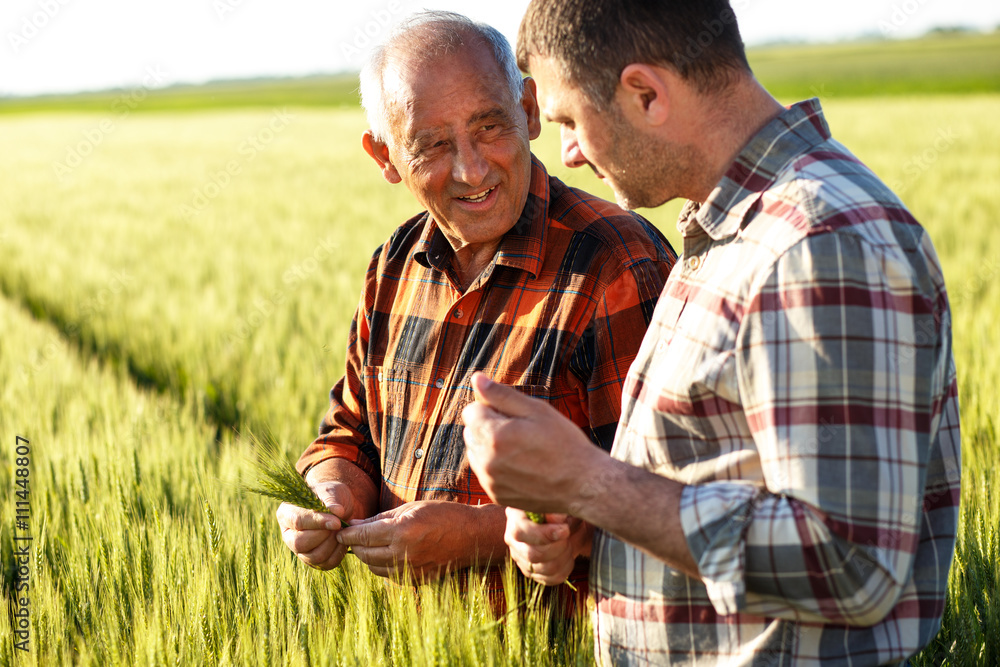Two farmers in a field examining wheat crop.  - obrazy, fototapety, plakaty 